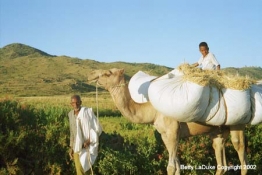 Camel_Ride